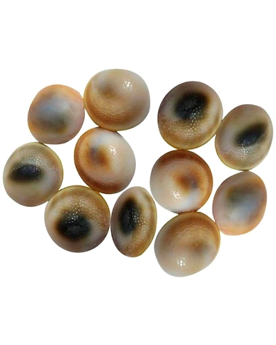 Very Rare Natural Gomati Chakra  11 Pcs-GOCHAKRA11