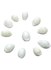 White (Safed) Natural Cowrie / Koudi Shells- 11 PCS