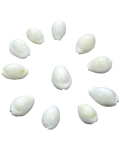 White (Safed) Natural Cowrie / Koudi Shells- 11 PCS-WHCOWRIE11PC