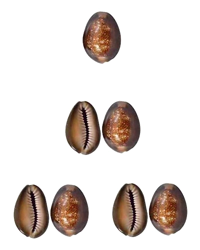 Very Rare Natural Brown Cowrie/Bhuri Kaudi Set of 7 Pcs-7BROWNCOWRIE