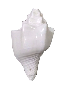 Natural High Quality Blowing Shankh 15-16 cm Approx