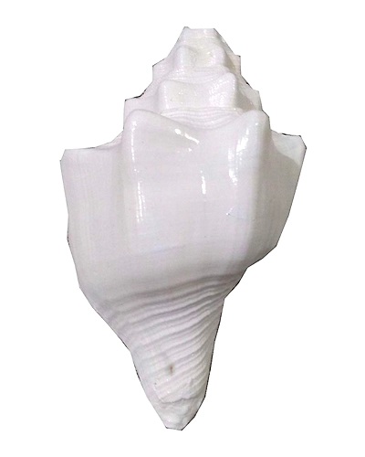 Natural High Quality Blowing Shankh 15-16 cm Approx-BLOWCONCHL