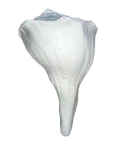 Natural Right Hand / Dakshinavarti  / Lakshmi Shankh 5-6 Inch Approx-RIGHTHANDCONCH