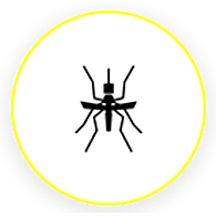 Mosquitoes