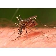Mosquitoes