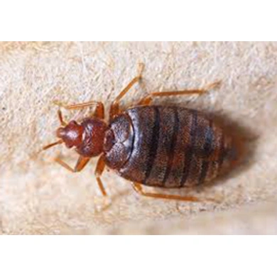 Bed Bugs-1