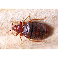 Bed Bugs