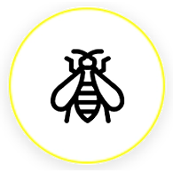 WASP AND BEES