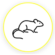 RAT