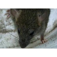 RAT
