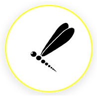 FLIES