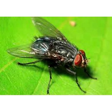 FLIES-1
