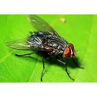 FLIES