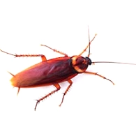 Cockroach