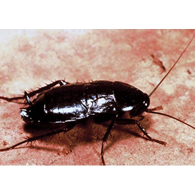 Cockroach-1