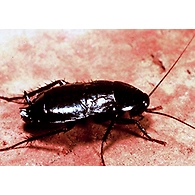 Cockroach