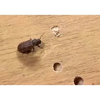 TERMITE, WOODBORER AND WOOD PRESERVATION