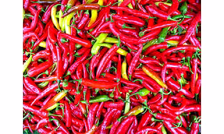 Long Chilli