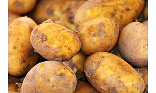 Potato