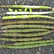 Drumstick image 1