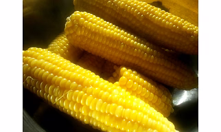 Sweet Corn