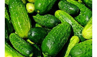 Cucumber