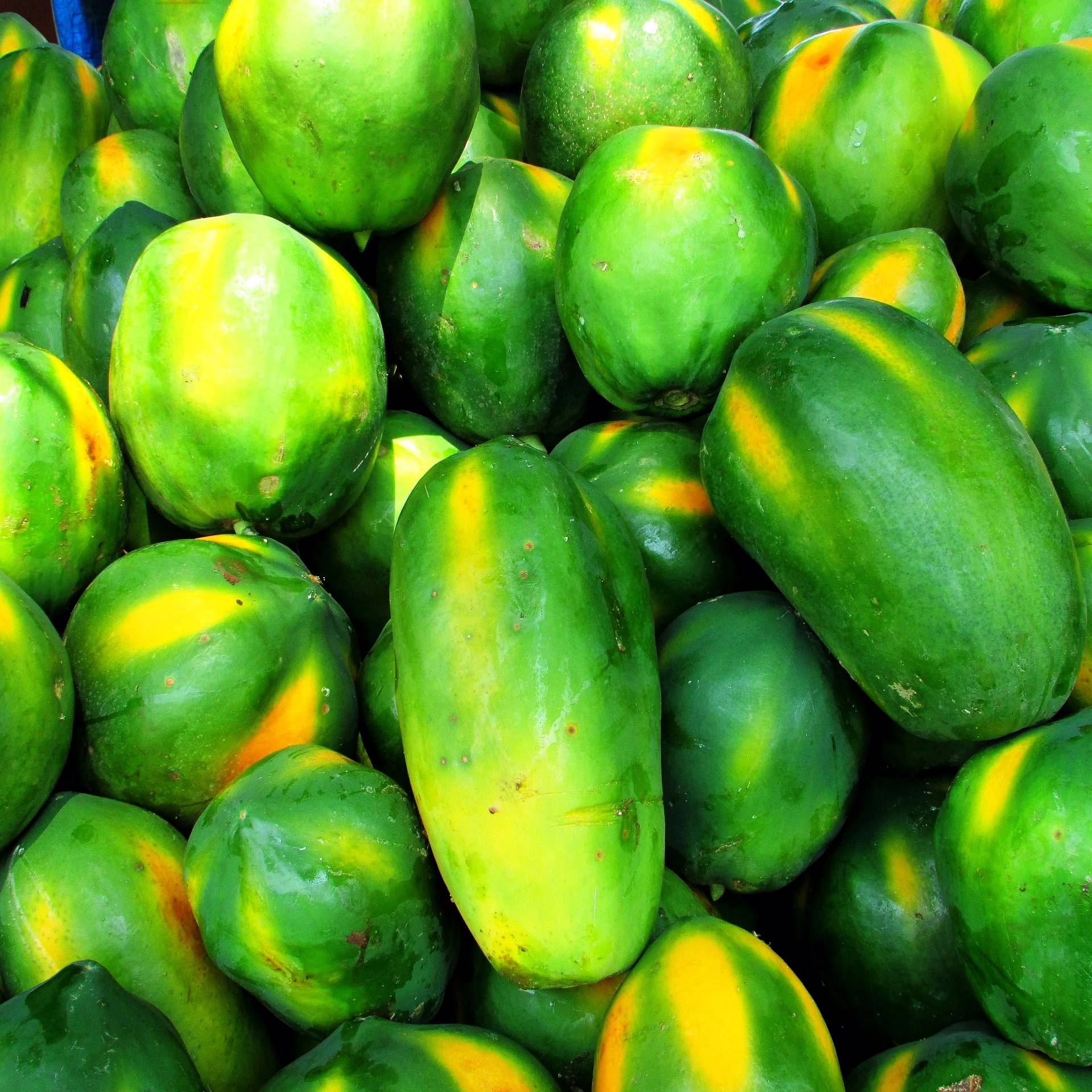 Green Papaya image 1