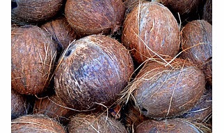 Coconut