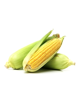 MAIZE