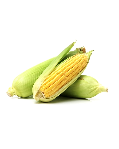 MAIZE-MZ1009