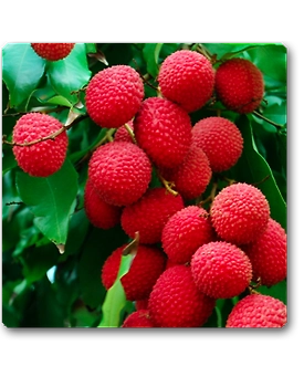 LITCHI