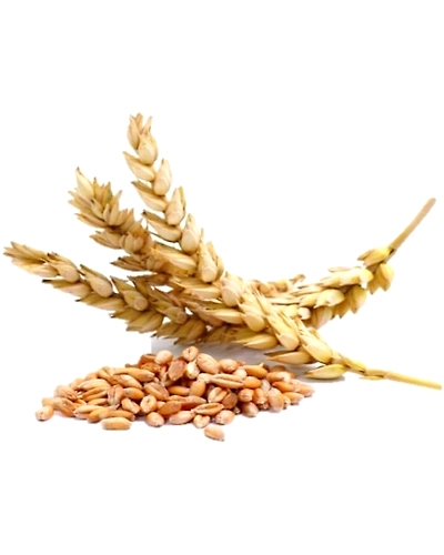 WHEAT-WHUA