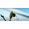 Are Arctic Bees in Trouble?