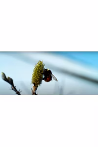 Are Arctic Bees in Trouble?