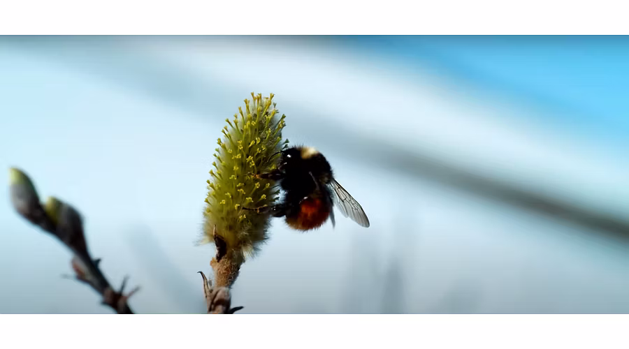 Are Arctic Bees in Trouble?