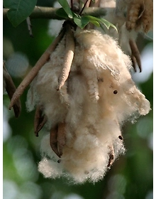 Industrial Cellulose Fibers