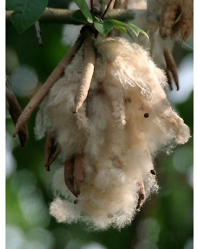 Industrial Cellulose Fibers-1004