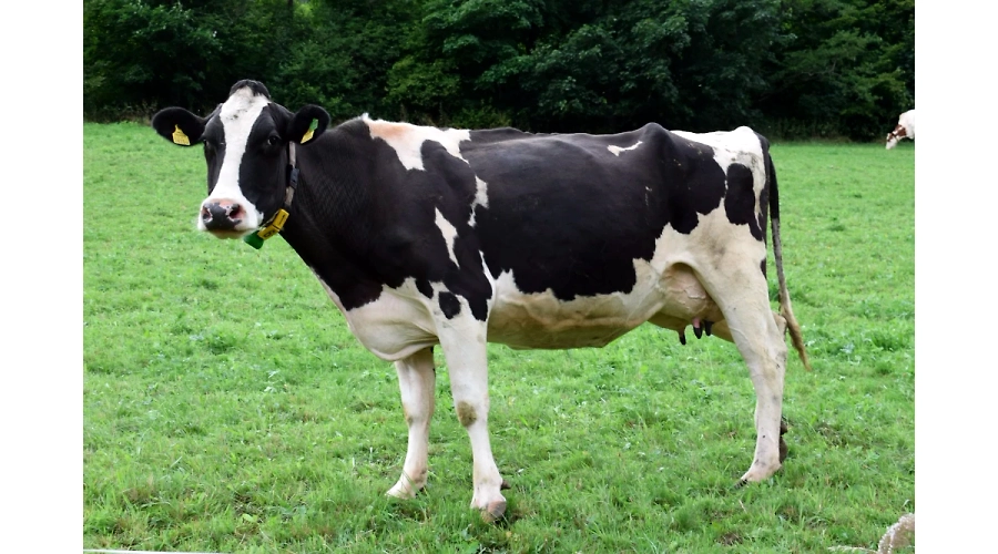 Essay On Cow: A Domesticated Animal with a Rich History