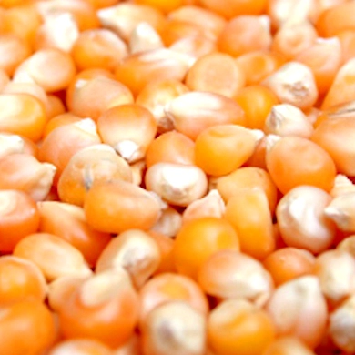 Corn - Loose-VK117