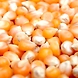 Corn - Loose-VK117-sm