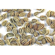 Ajwain
