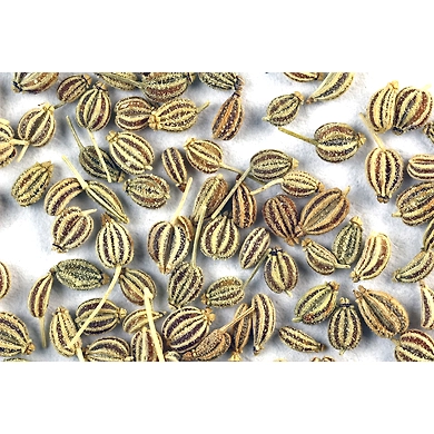 Ajwain-LAXMI-1859