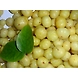 Avla-LAXMI-2046-sm
