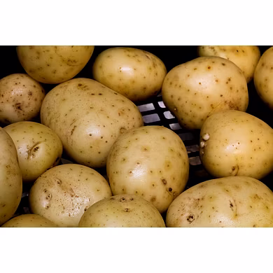 Potato-MAMRTK-269