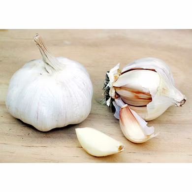 Garlic-MAMRTK-271