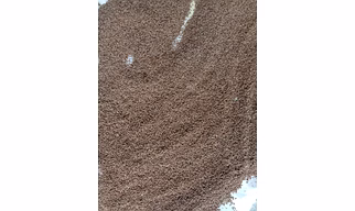 Jeera - 1 Kg