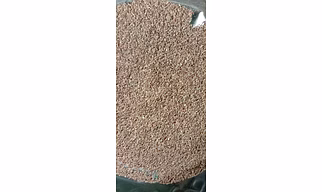 Juani (Ajwain) - 1 Kg