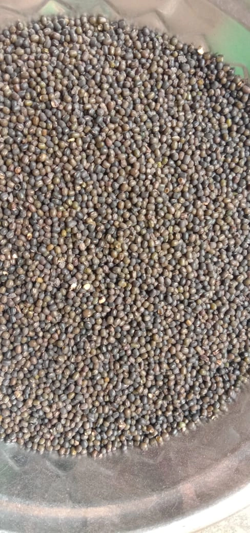 Muga Dal (Green Gram) - 1 Kg-SIN029-MD