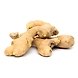 allam (ginger)-SBV001-sm