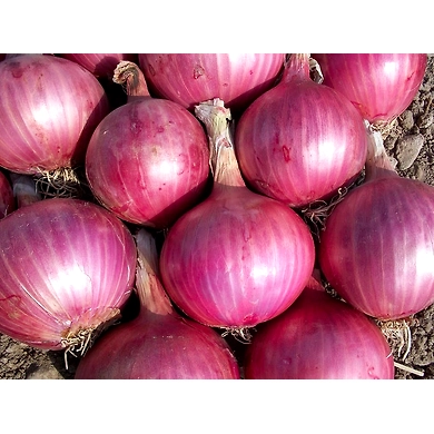 ulligadda (onions)-SBV003